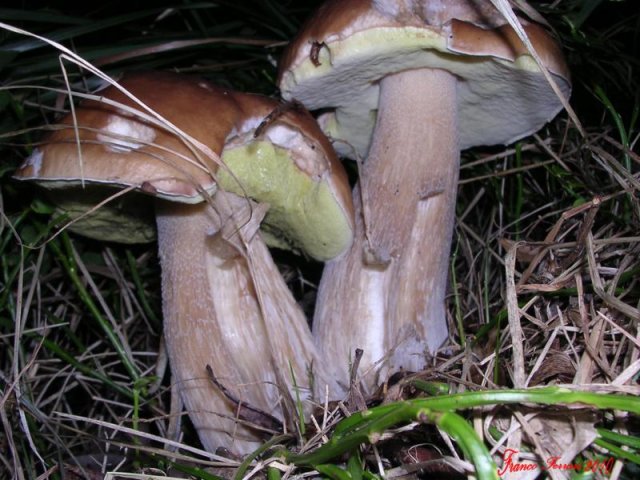 boletus edulis - 3